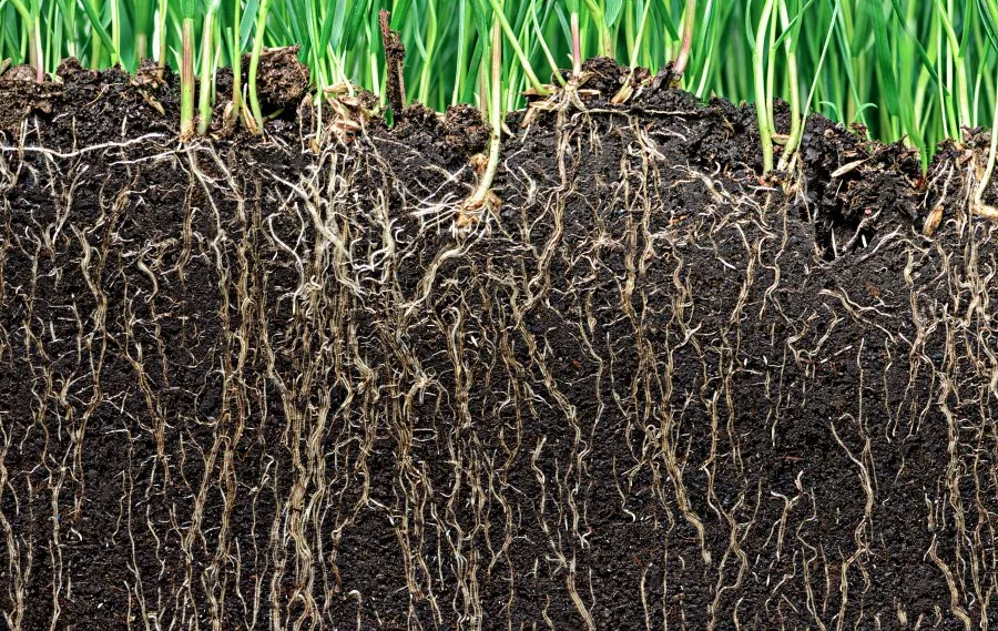 Roots making their way in fresh soil