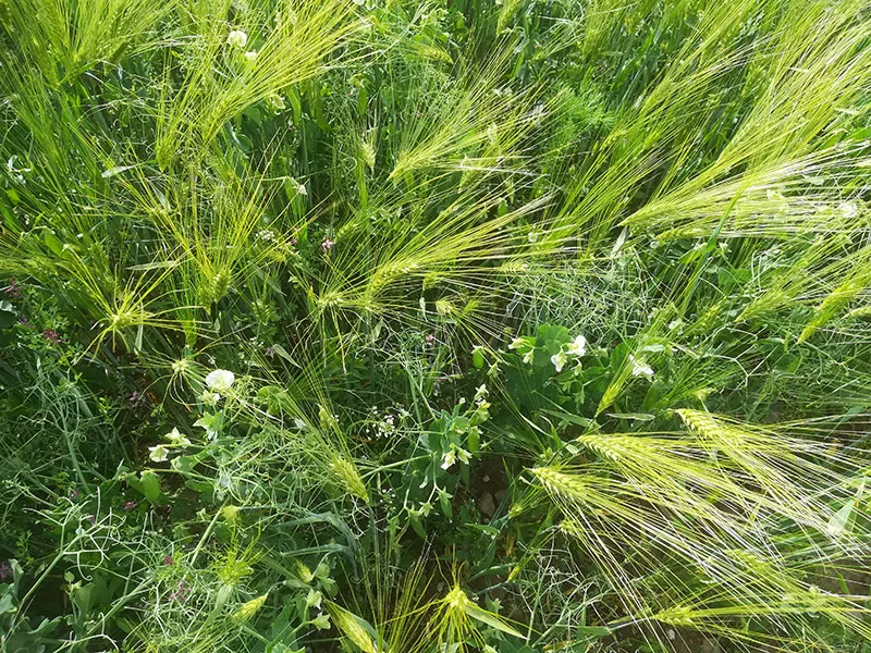 Crops and plants