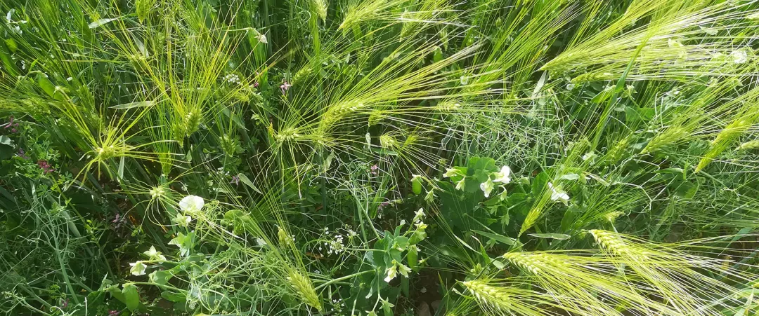 Crops and plants