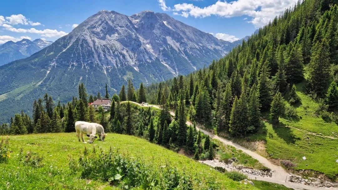 Cows eating grass in the mountains