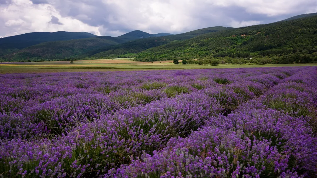 Lavender fields in the plain