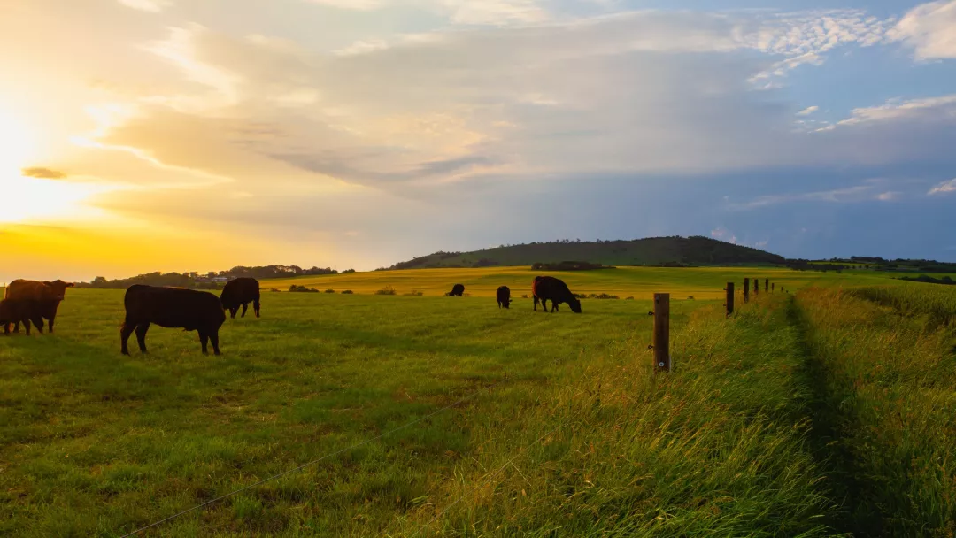 Cows in a meadow at sunset