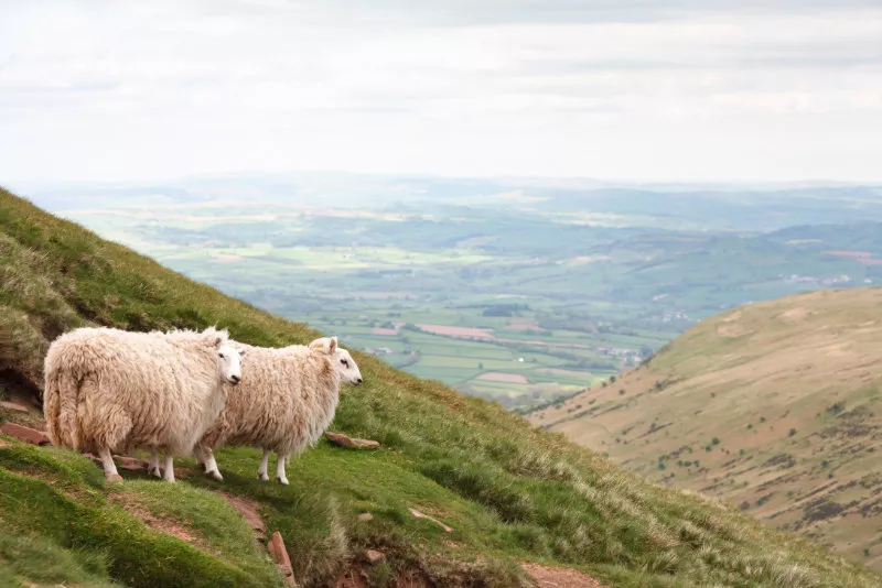 Sheep in Wales