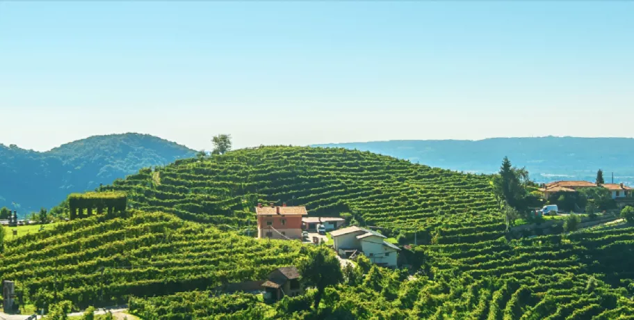 A mountain full of vine yards with some houses