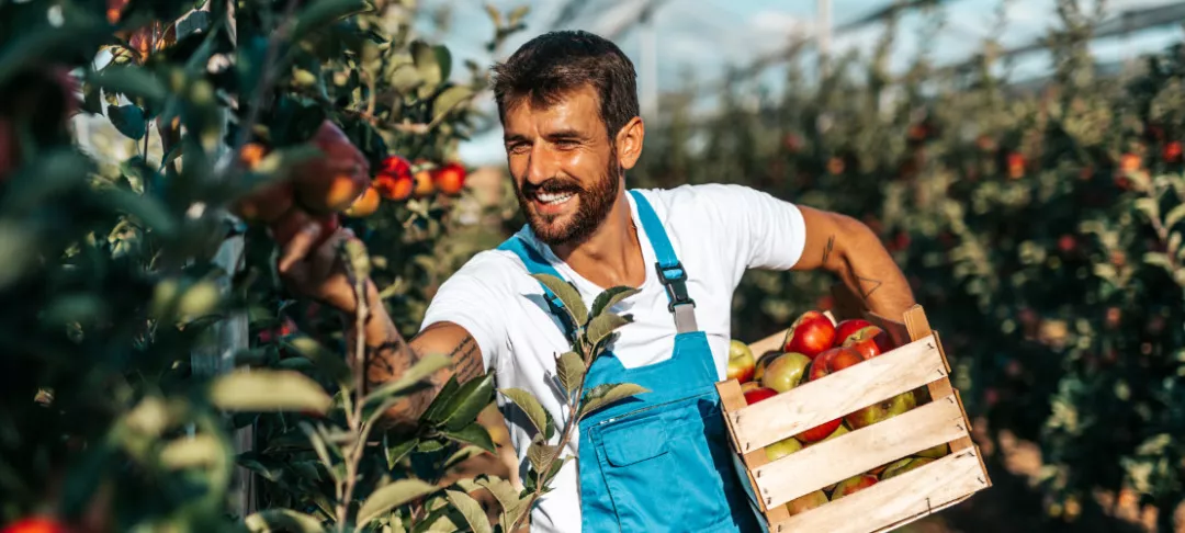 Smiling happy young man working in orchard and holding crate full of apples.