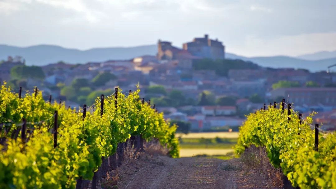 Path in the vineyards with a village in the background
