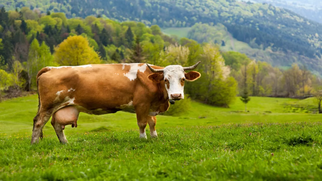 A dairy cow in a meadow