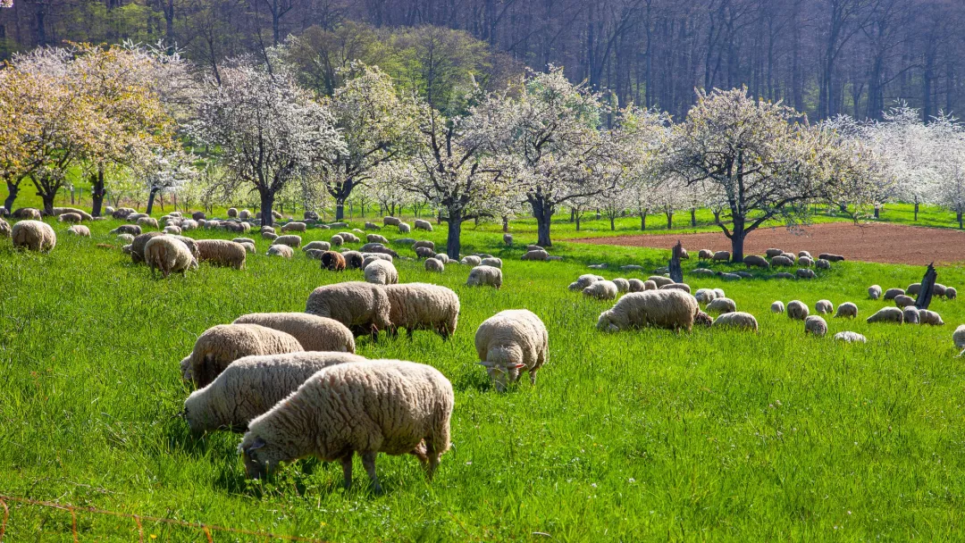 Sheep in an orchard