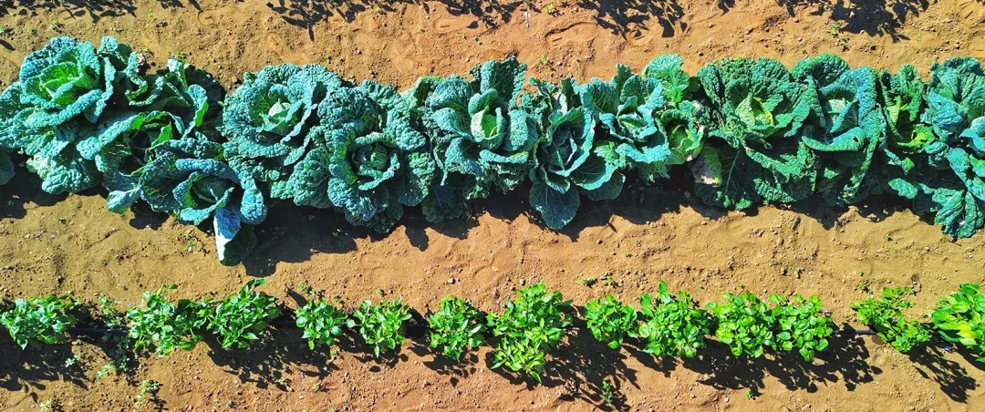 Vegetables growing in a field