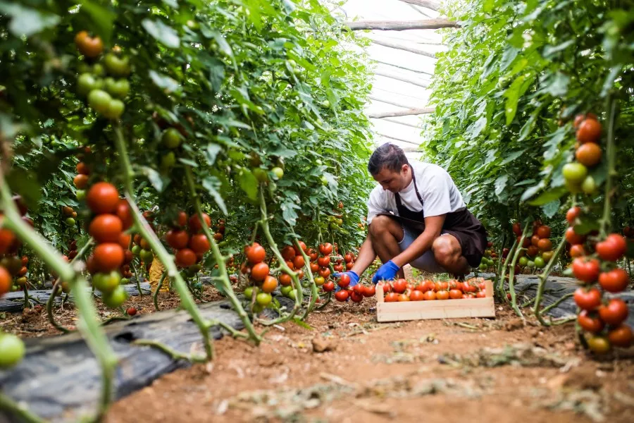 farmer harvesting tomatos in a greenhouse