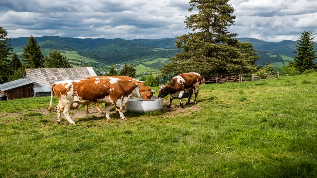 Cows in moutains
