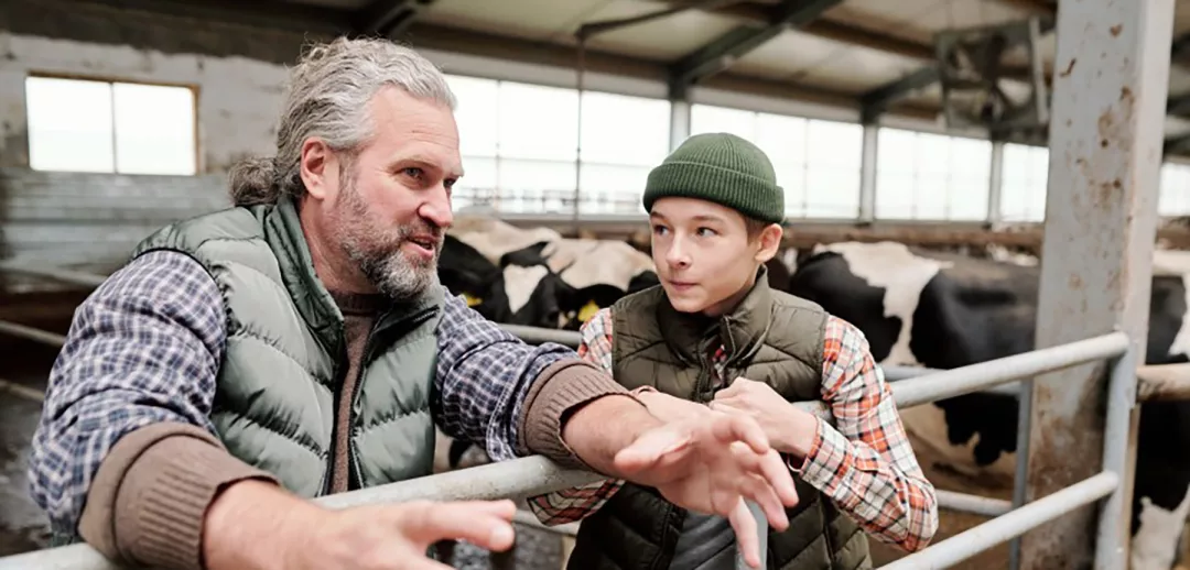 Young boy and man discussing in a stable with cows
