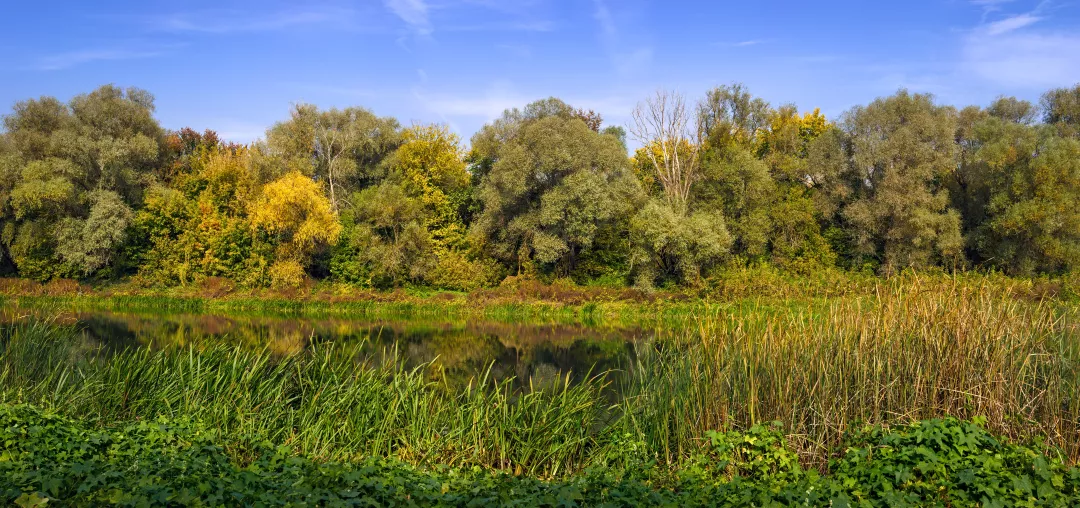 Panoramic views of the river. Autumn forest on the bank. 
