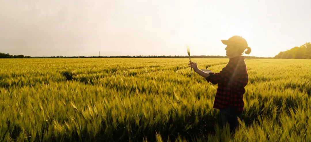 A woman is in a field on a summer evening. She holds a spike in her hand.