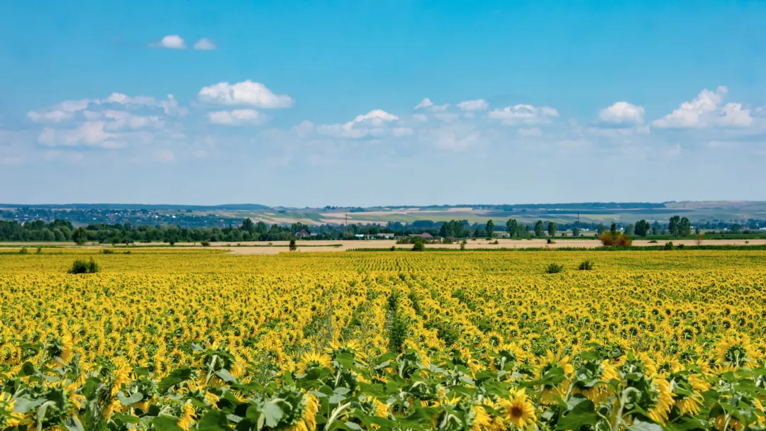 Sunflower fields in the plain