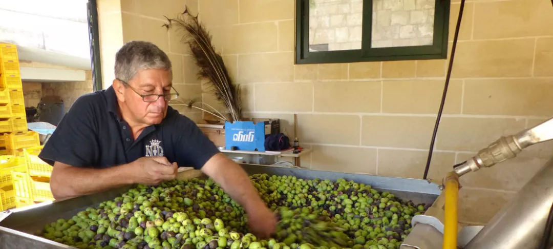 Man mixing olives in a big box