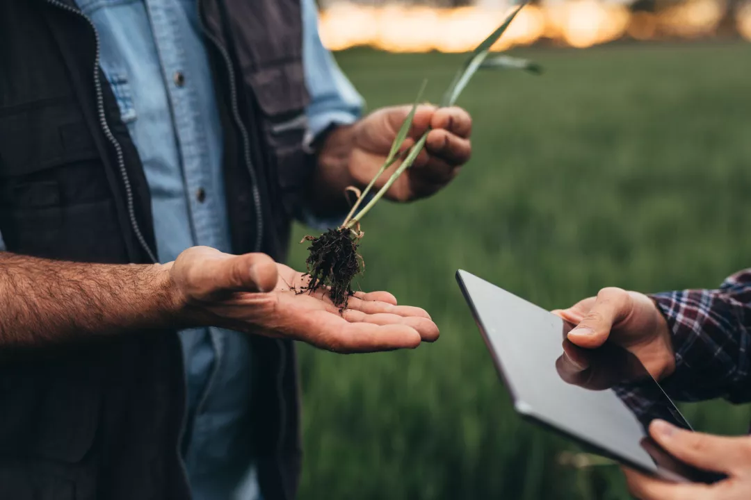 Close up of man holding wheat plant