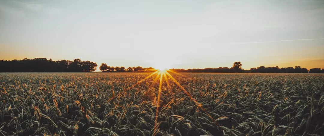 Sunset over a field