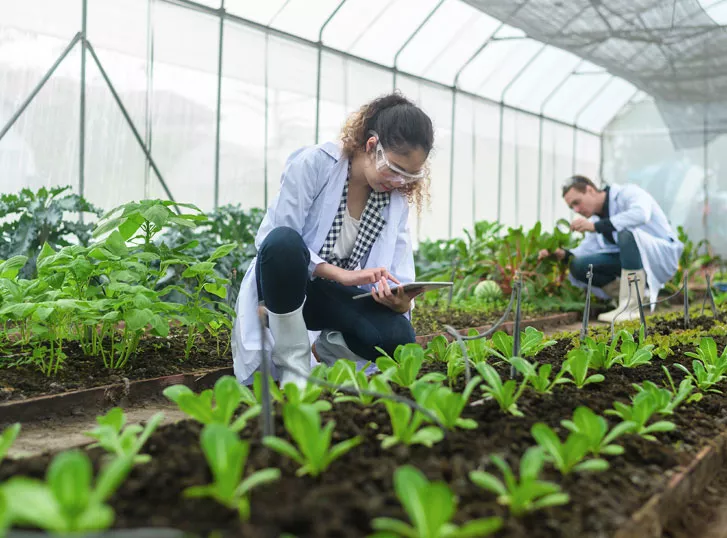 Scientis are analyzing organic vegetables plants in greenhouse , concept of agricultural technology
