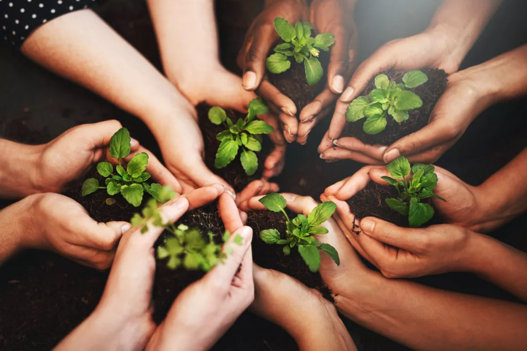 Hands together, plants soil and ecology growth with sustainability and community work. 