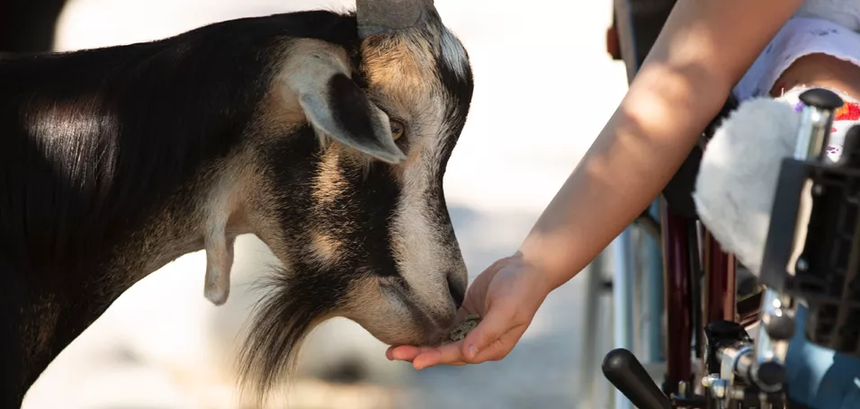 goat eating from the hand of a person on a wheel chair