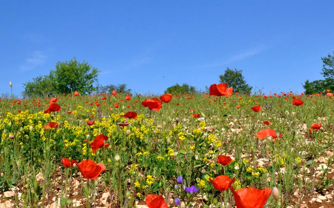 a field of flowers with trees and blue sky