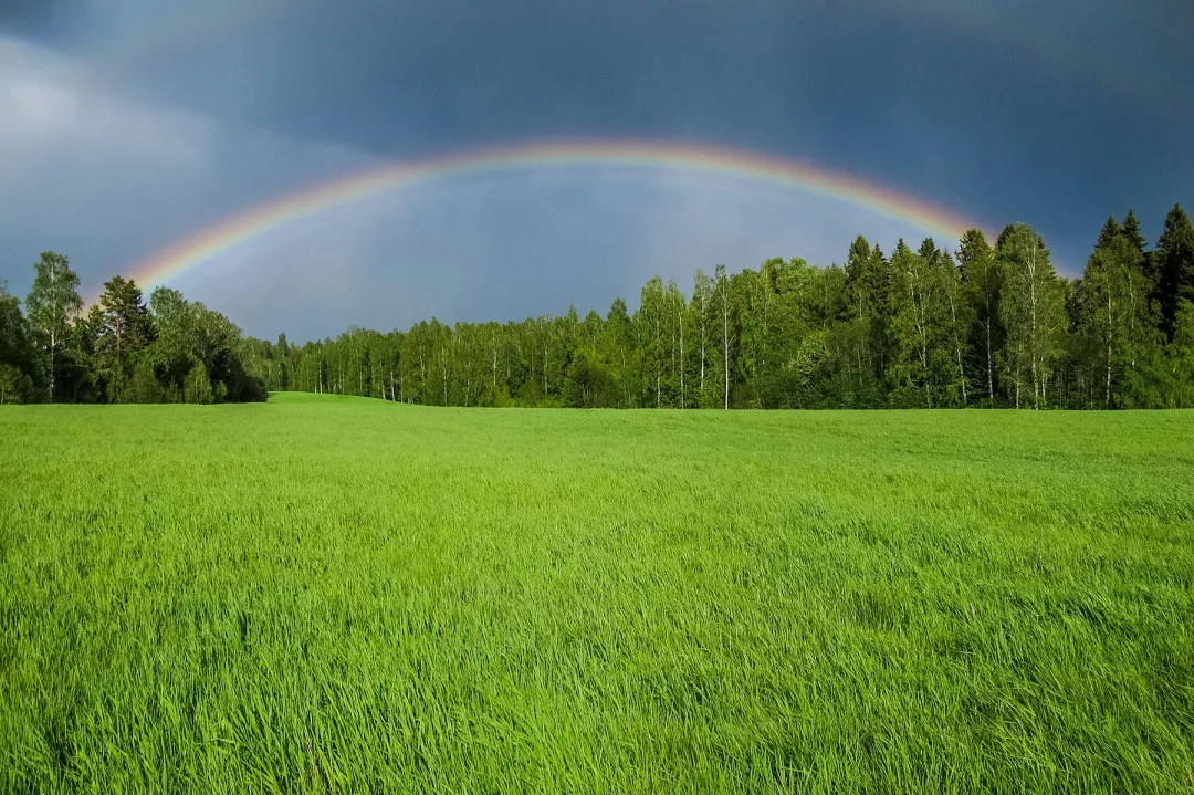 rainbow in the sky over grass and a forest