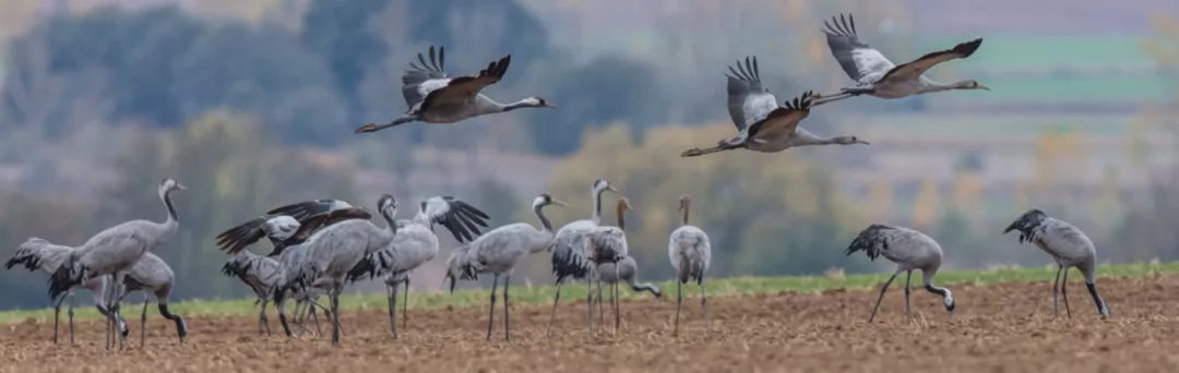 Crane protection on the Helmestausee Kelbra Dam