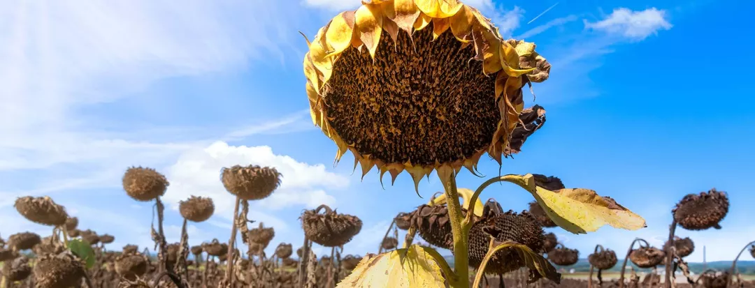 a close up of a sunflower