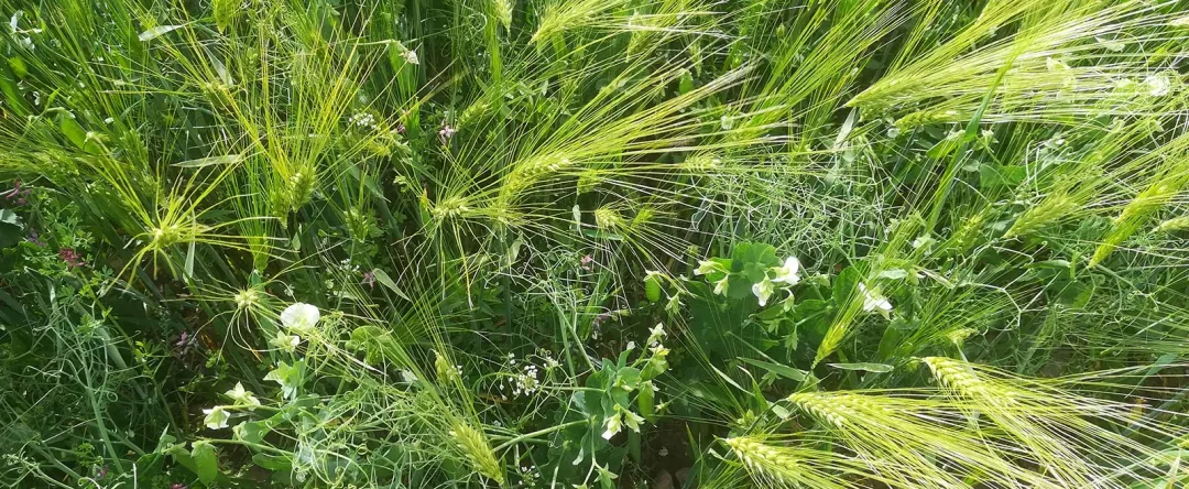 a green field of wheat