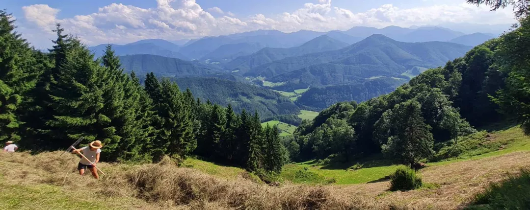 a landscape of a valley with trees and mountains