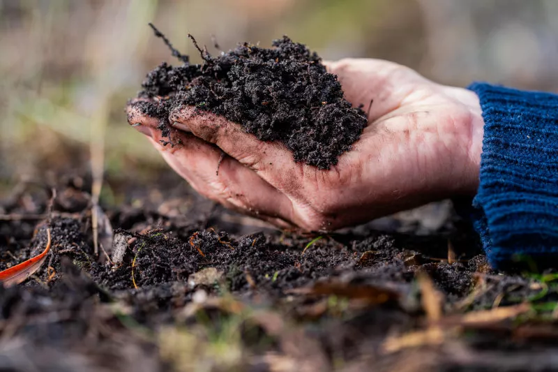 Regenerative organic farmer, taking soil samples and looking at plant growth in a farm. practicing sustainable agriculture