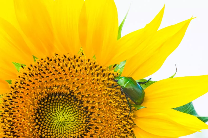 Close-up scarab rested on sunflower