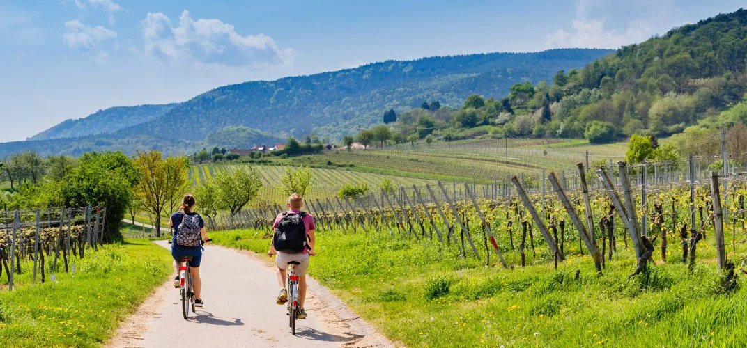 a couple of people riding bikes on a path in a vineyard
