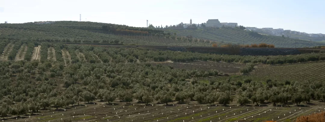 a field of olive groves with a hill in the background