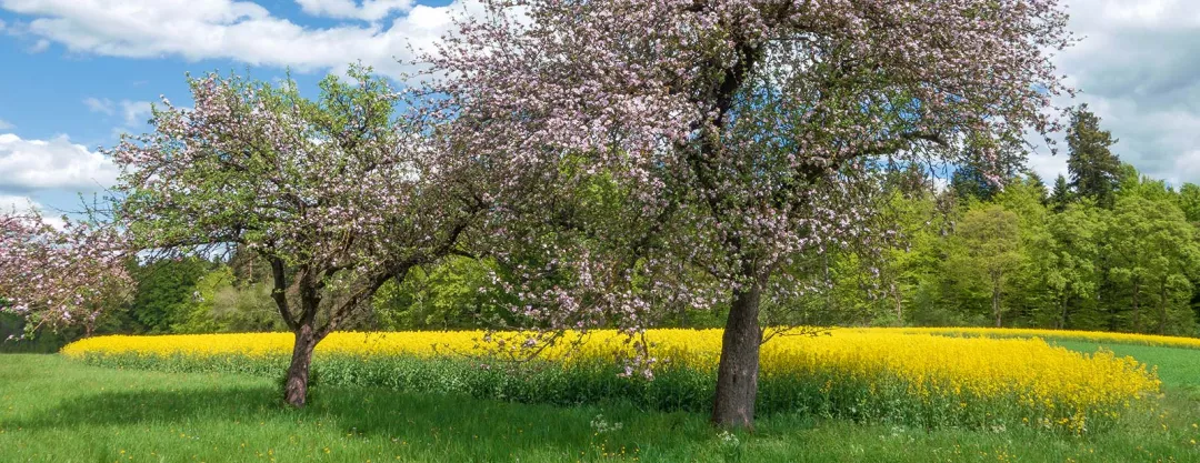 a tree with pink flowers in a field of yellow flowers