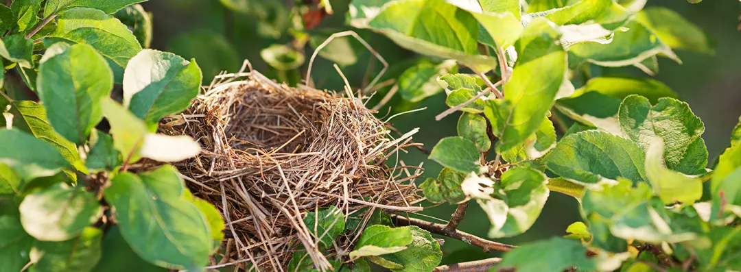 Empty nest on the branch