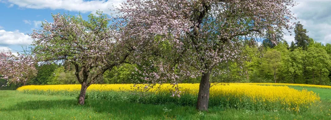 a group of trees in a field of flowers