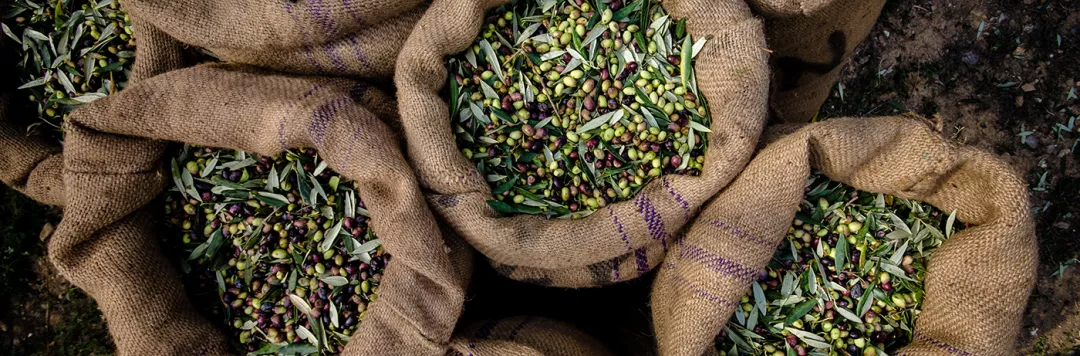 Harvested fresh olives in sacks