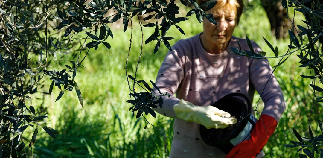 Farmer woman walk fertilizes plants on the farm land