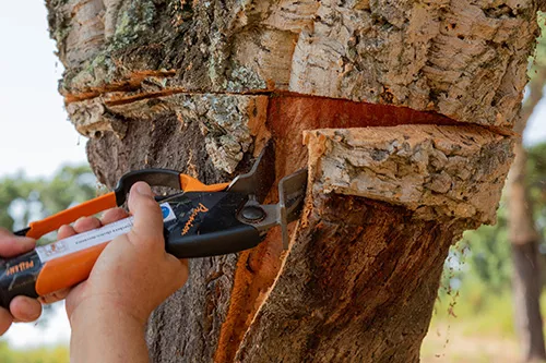 a person harvesting cork on a tree