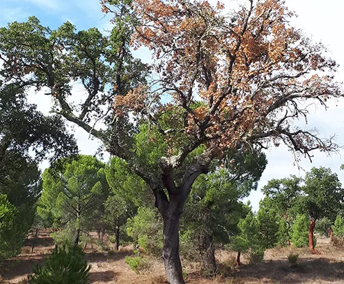 a tree with many leaves