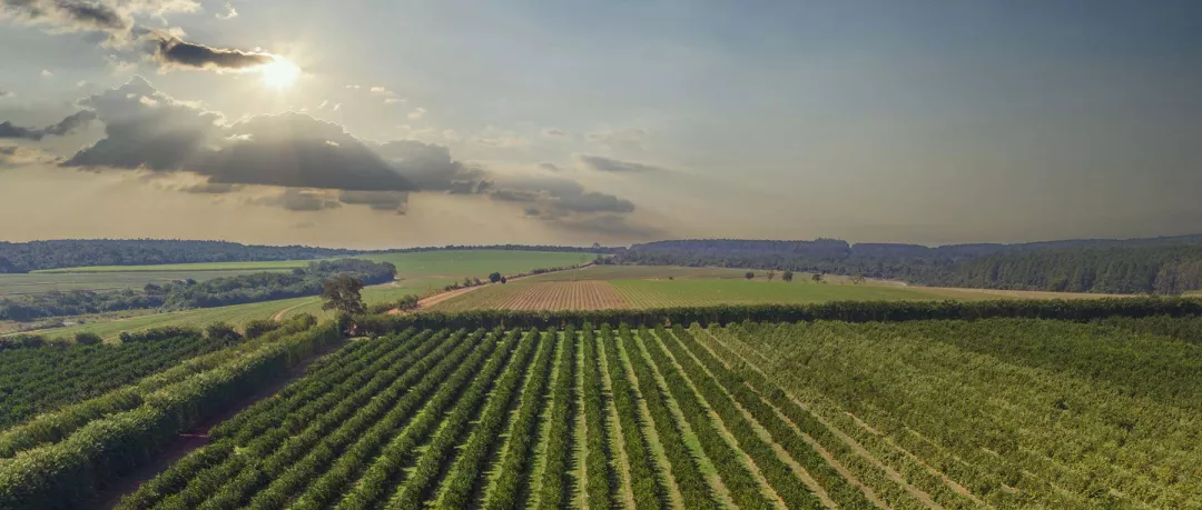 a field of green plants