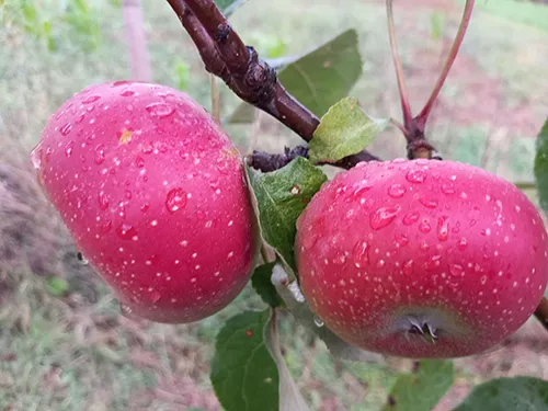 two appels on a tree