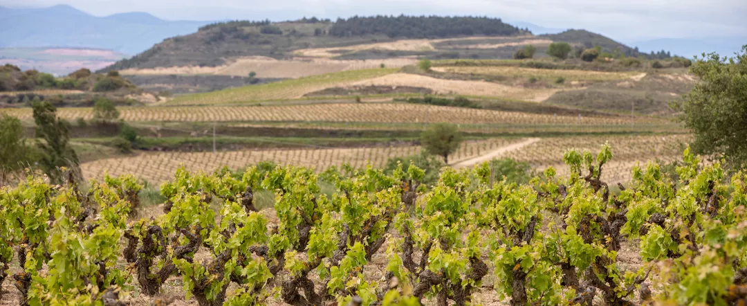 Vineyards in the wine-making region of La Rioja, Spain