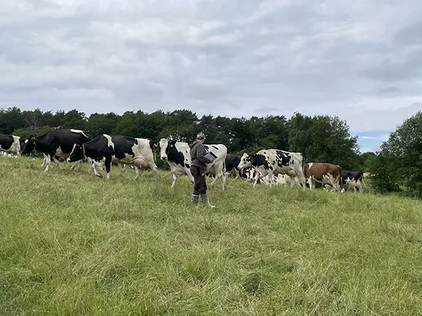 Cows in a field