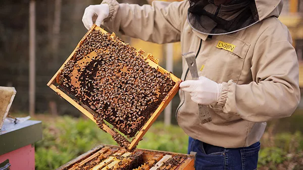 a beekeeper holding a honeycomb