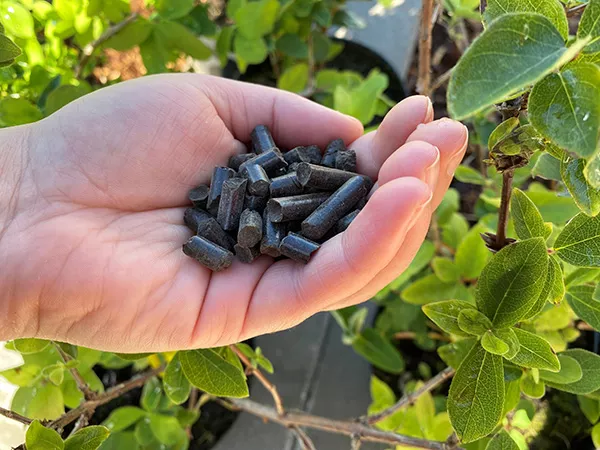 A hand holding black pellets