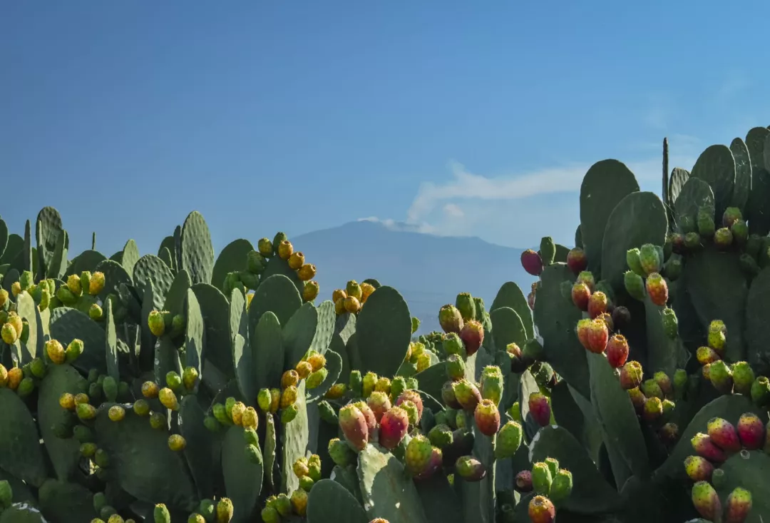 a cactus with many fruits