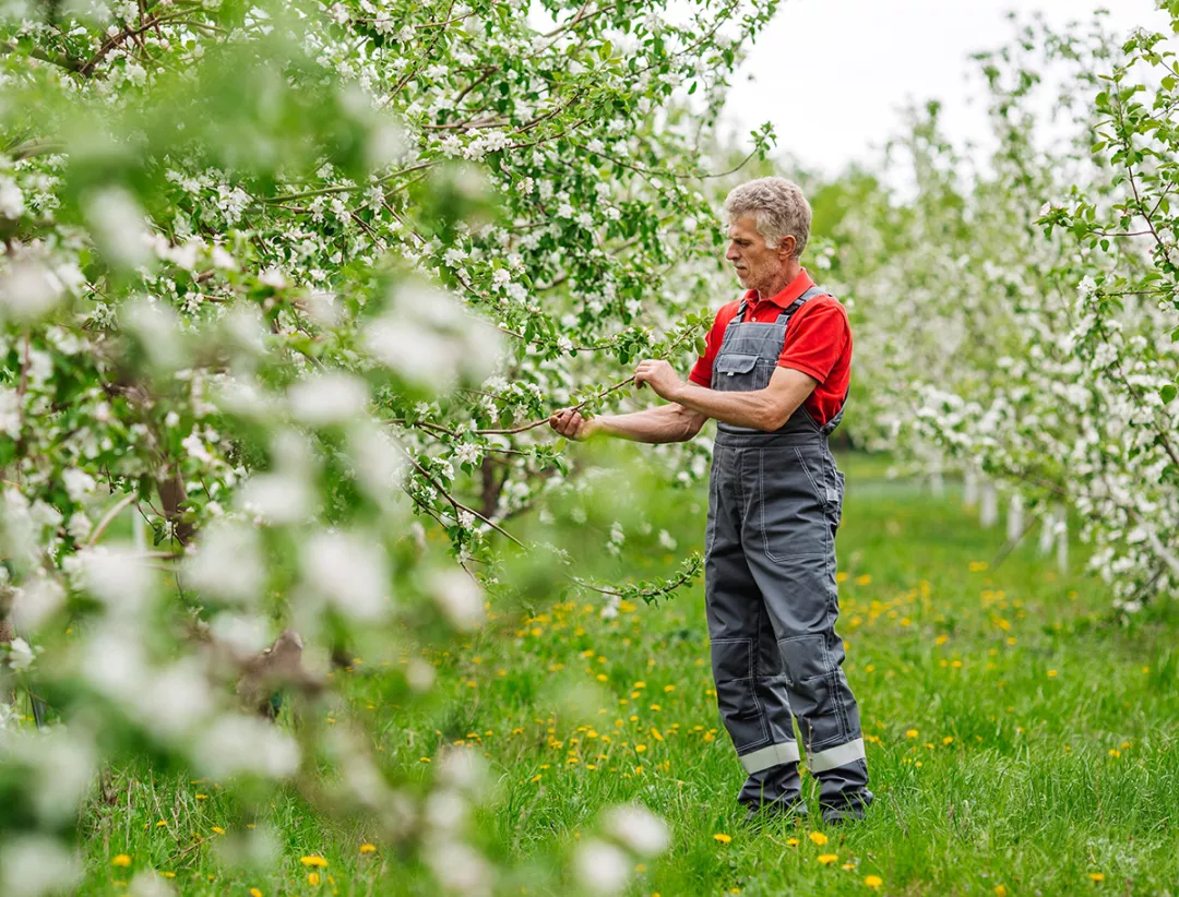 farmer examining blooming apple trees in orchard